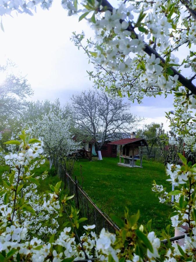 Casa Stely Hotel Rîşnov Buitenkant foto